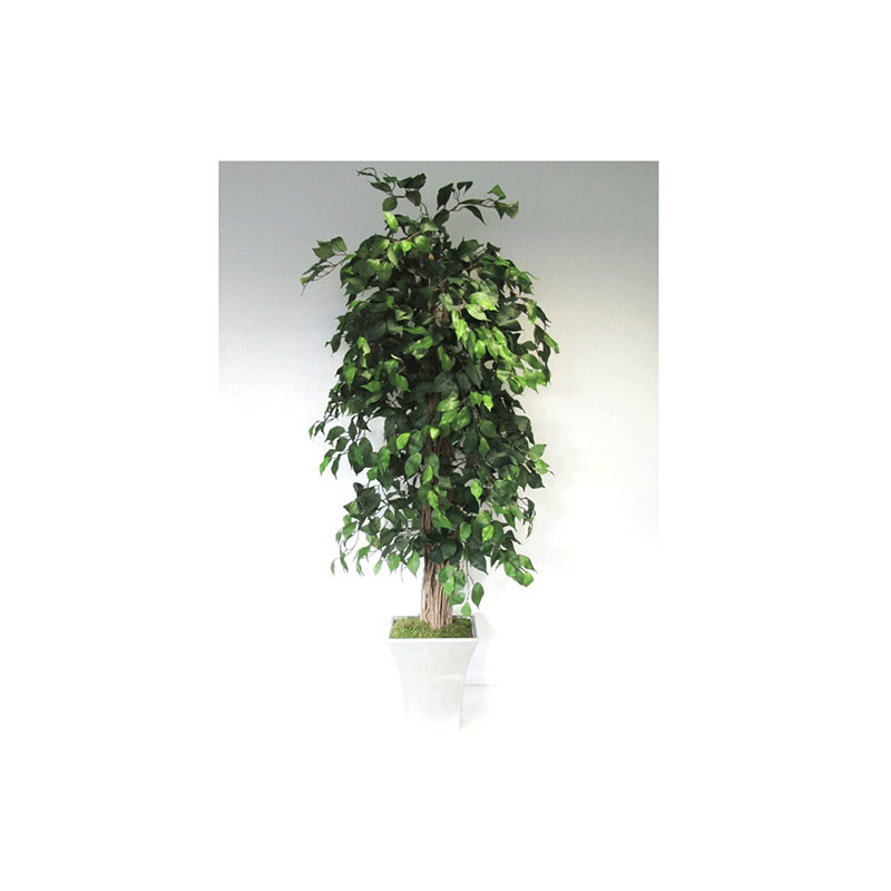 Natural Stemmed Green Ficus Liana Tapered Square Metal